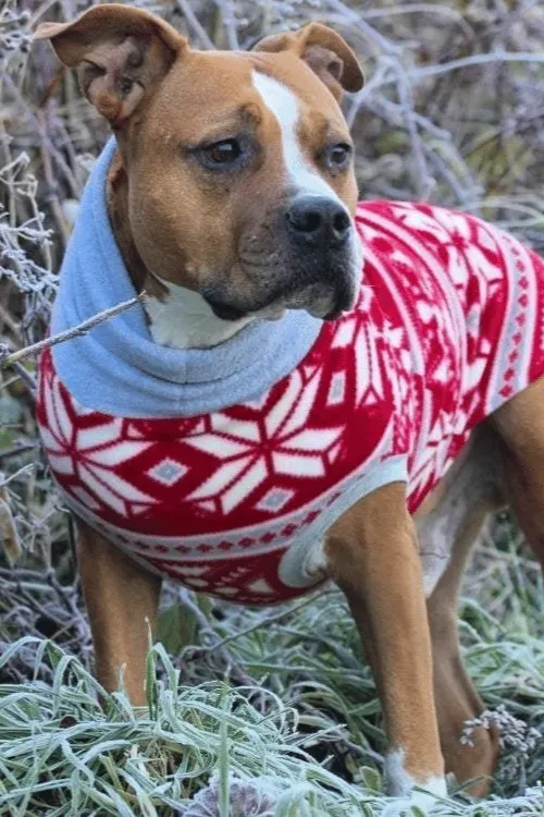 Red Fairisle Dog Sweater